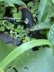 Nerodia fasciata confluens