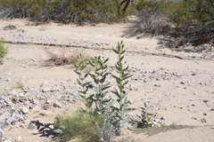 Asclepias erosa