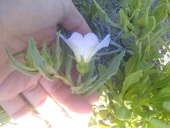 Nolana elegans