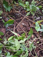 Bothrops asper