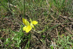 Moraea fugax