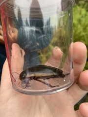 Dytiscus verticalis