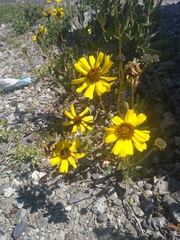 Encelia