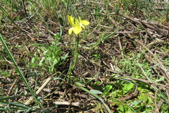 Moraea fugax