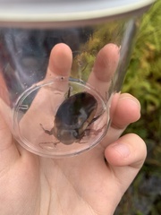 Dytiscus verticalis