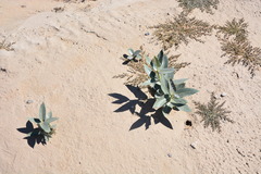 Asclepias erosa
