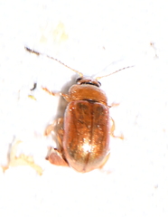 Gonioctena