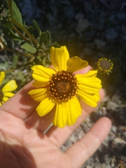 Encelia
