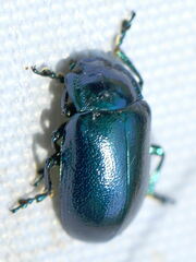 Oreina caerulea