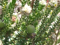 Phylica harveyi