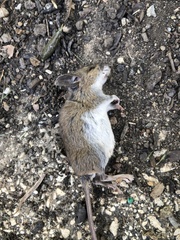 Peromyscus leucopus