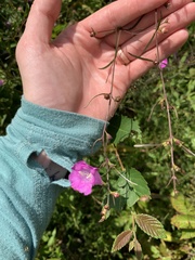 Agalinis purpurea