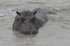 Hippopotamus amphibius