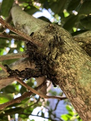 Cerastipsocus venosus