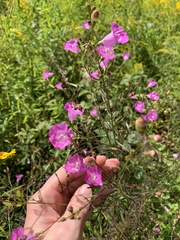 Agalinis purpurea