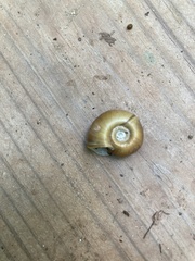 Planorbella trivolvis