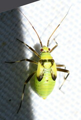 Calocoris alpestris
