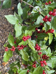 Lonicera