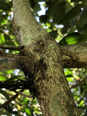 Cerastipsocus venosus