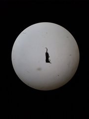 Lepidocyrtus cyaneus