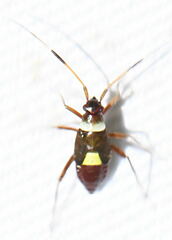 Closterotomus biclavatus