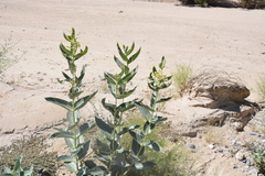 Asclepias erosa