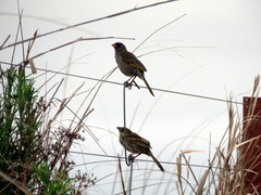 Embernagra platensis