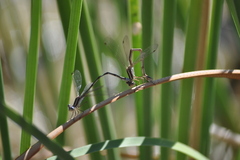 Lestes virens