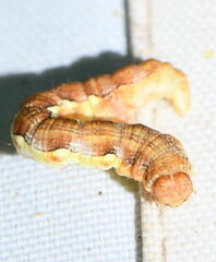Erannis defoliaria