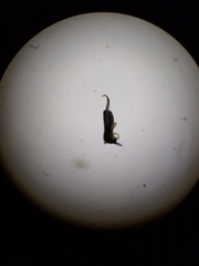 Lepidocyrtus cyaneus