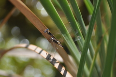 Lestes virens