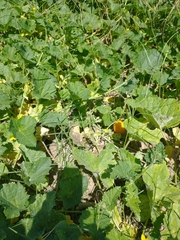 Cucurbita foetidissima