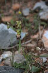 Ophrys