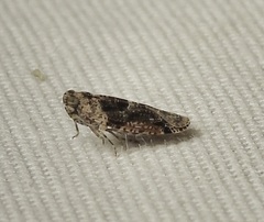 Catonia nava