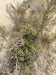 Phylica harveyi