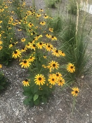 Rudbeckia hirta