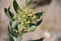 Asclepias erosa