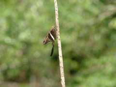 Chioides albofasciatus