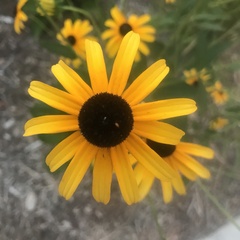 Rudbeckia hirta