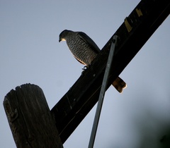 Accipiter cooperii