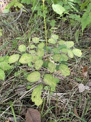 Thalictrum pubescens