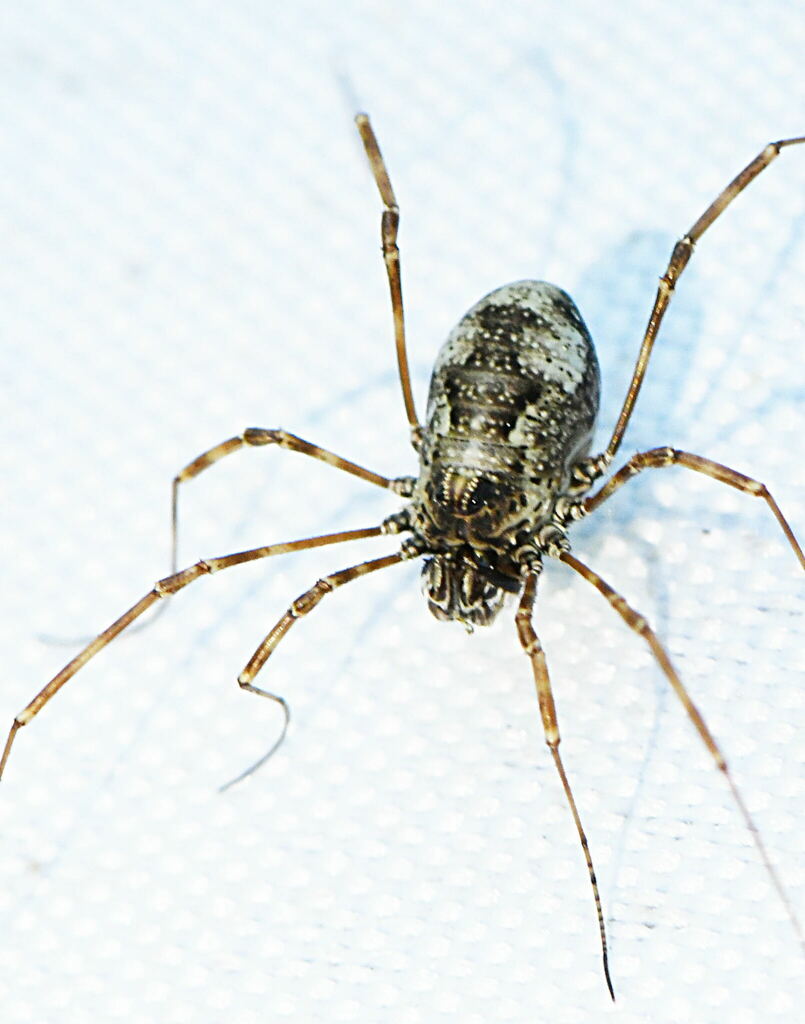 Megabunus vignai
