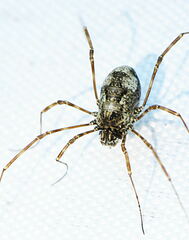 Platybuninae