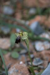 Ophrys