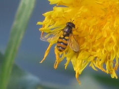 Eupeodes latifasciatus