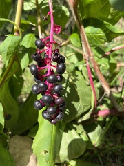 Phytolacca americana