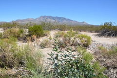 Asclepias erosa