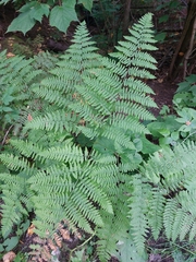 Pteridium aquilinum latiusculum