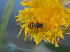 Eupeodes latifasciatus