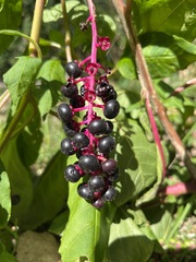 Phytolacca americana